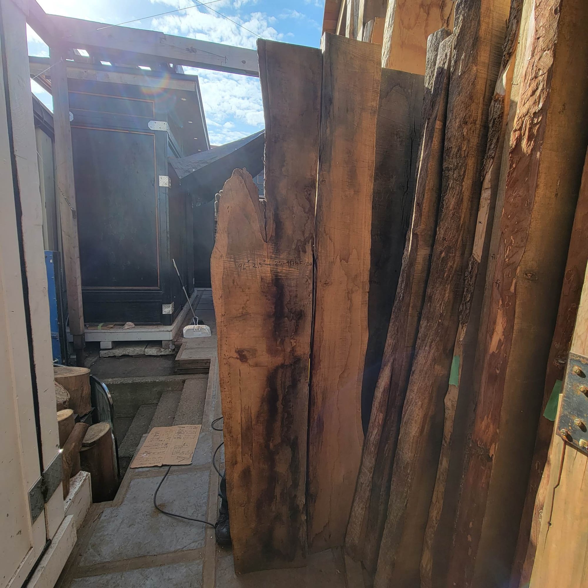 Garry Oak